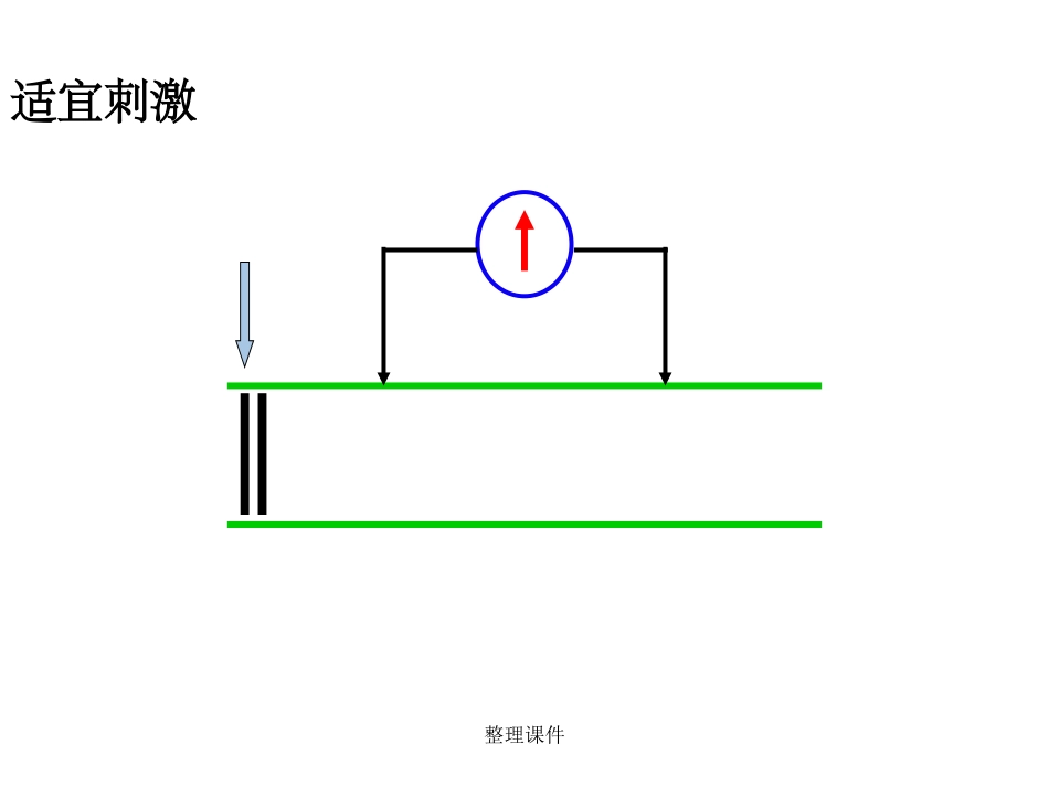 神经冲动的产生与传导_第3页