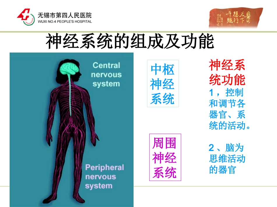 神经内科解剖知识培训课件_第2页
