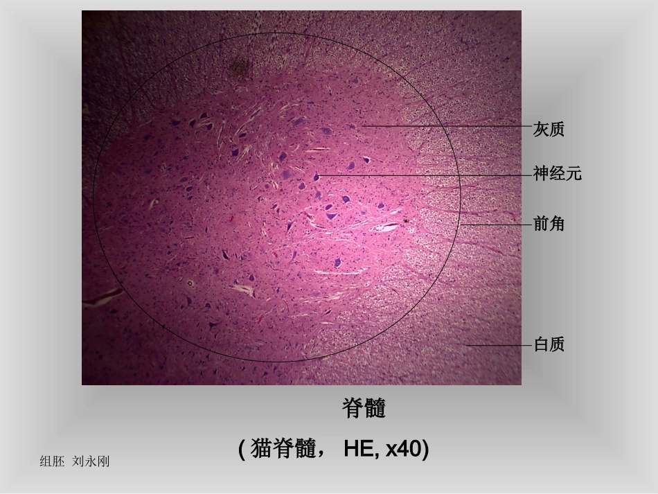 神经组织切片_第2页