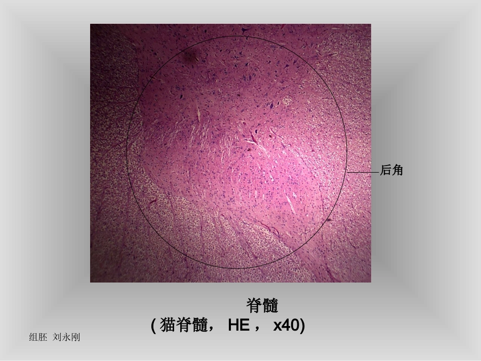 神经组织切片_第3页