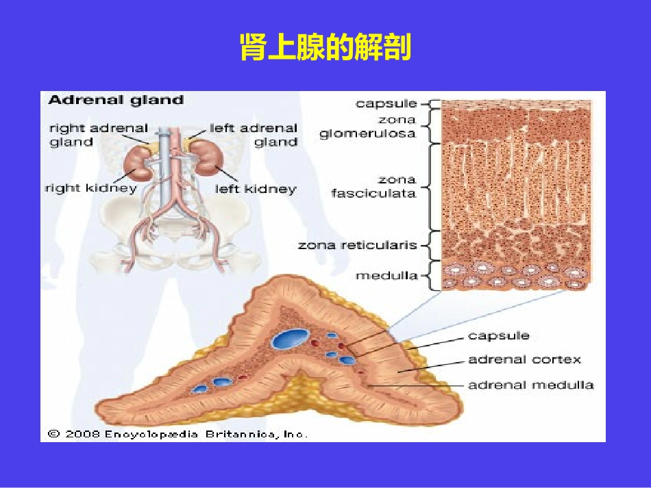 肾上腺的内分泌_第2页