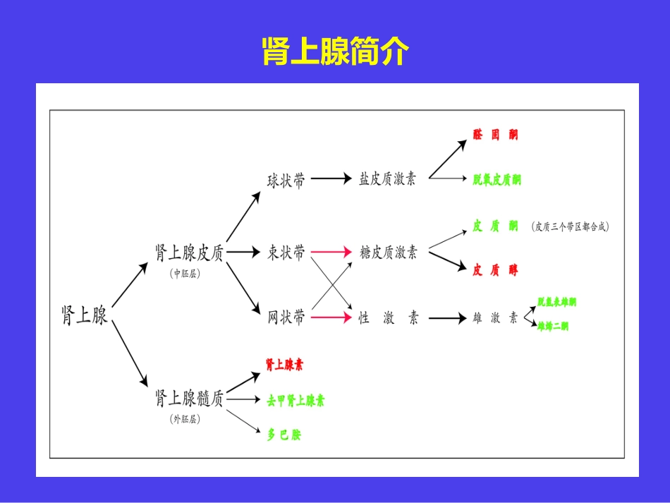 肾上腺的内分泌_第3页