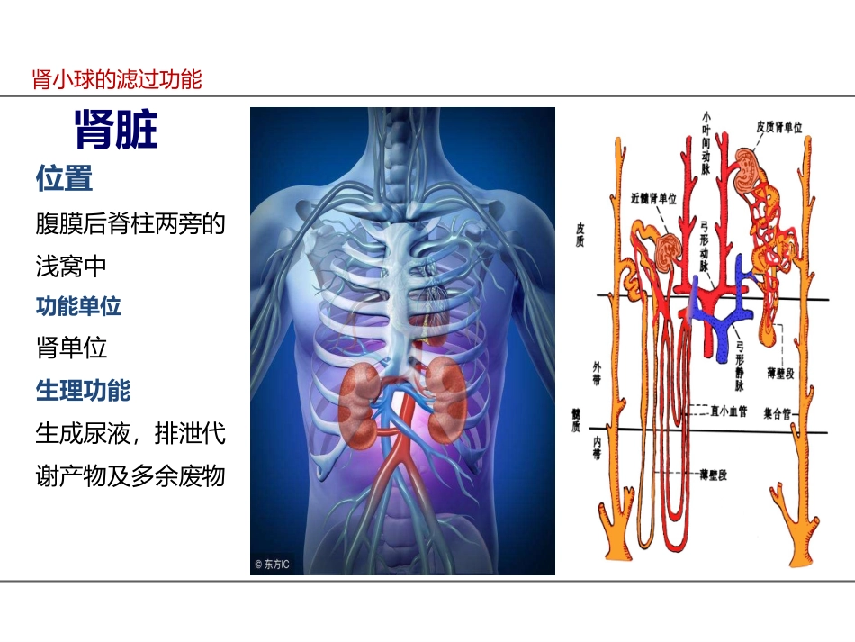 肾小球的滤过_第2页