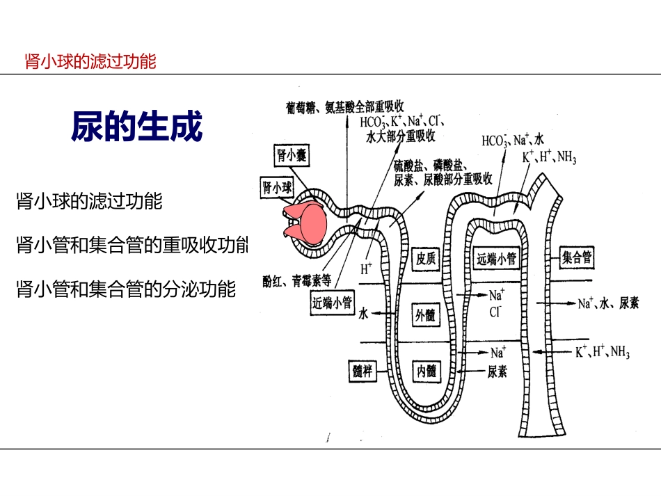 肾小球的滤过_第3页