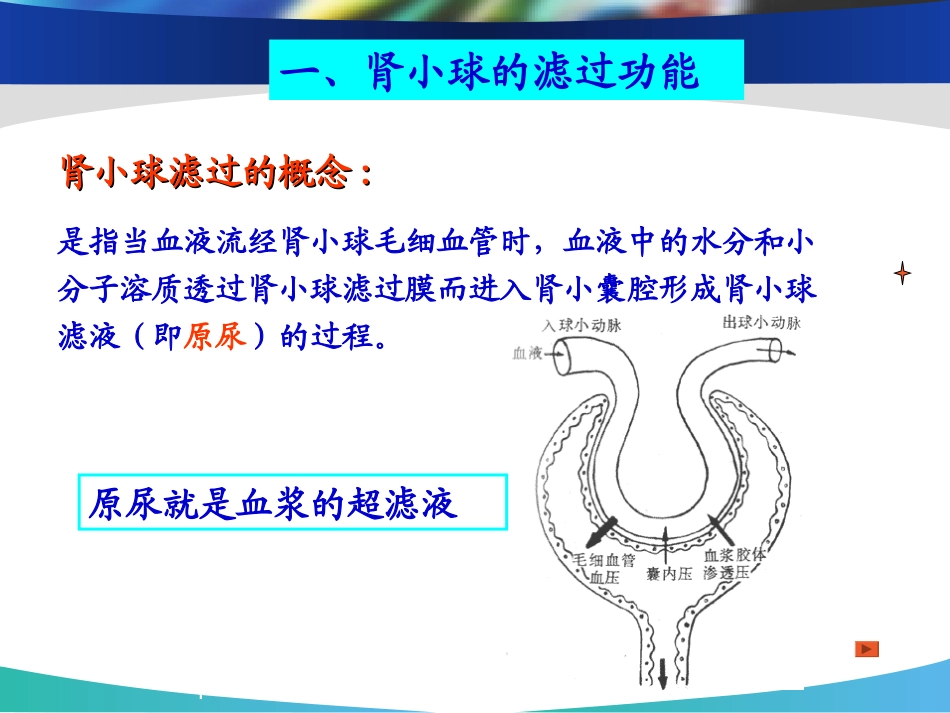 肾小球滤过功能课件_第1页
