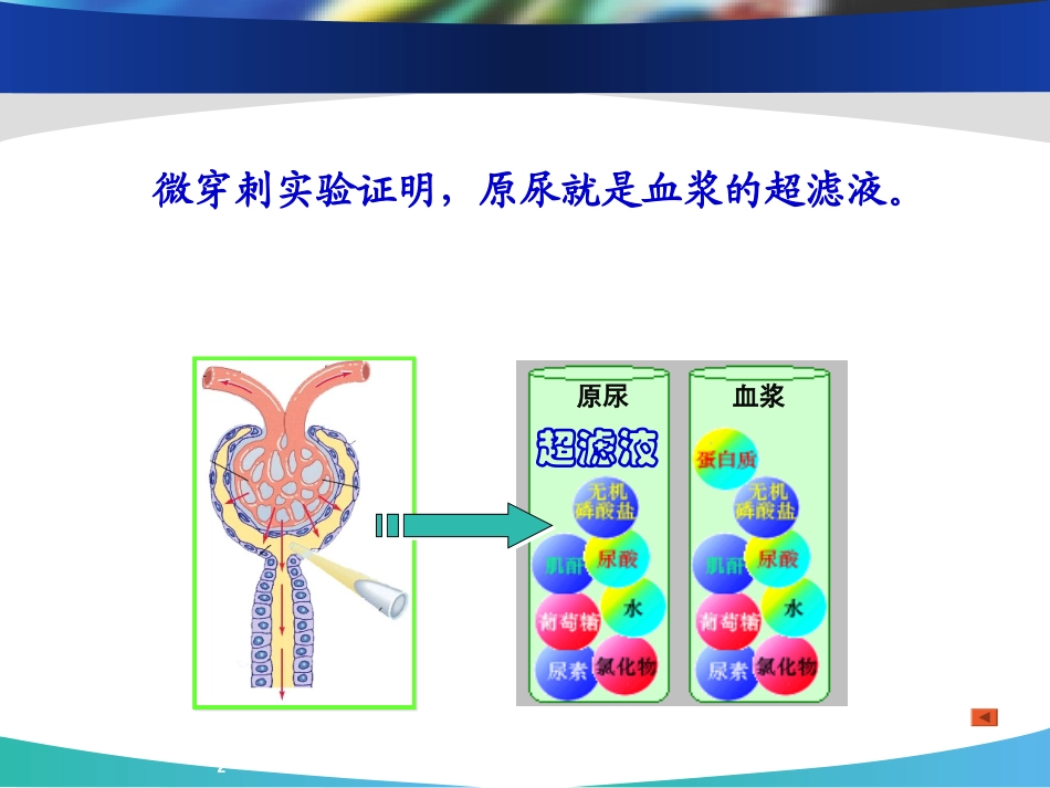 肾小球滤过功能课件_第2页