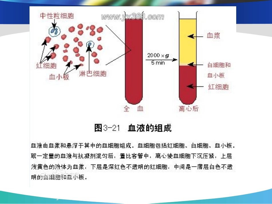肾小球滤过功能课件_第3页