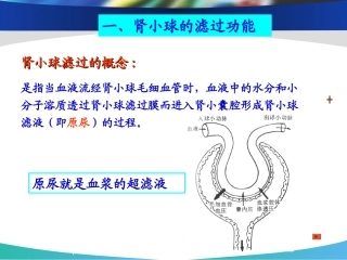肾小球滤过功能课件