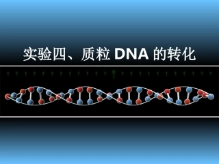 实验质粒DNA的转化