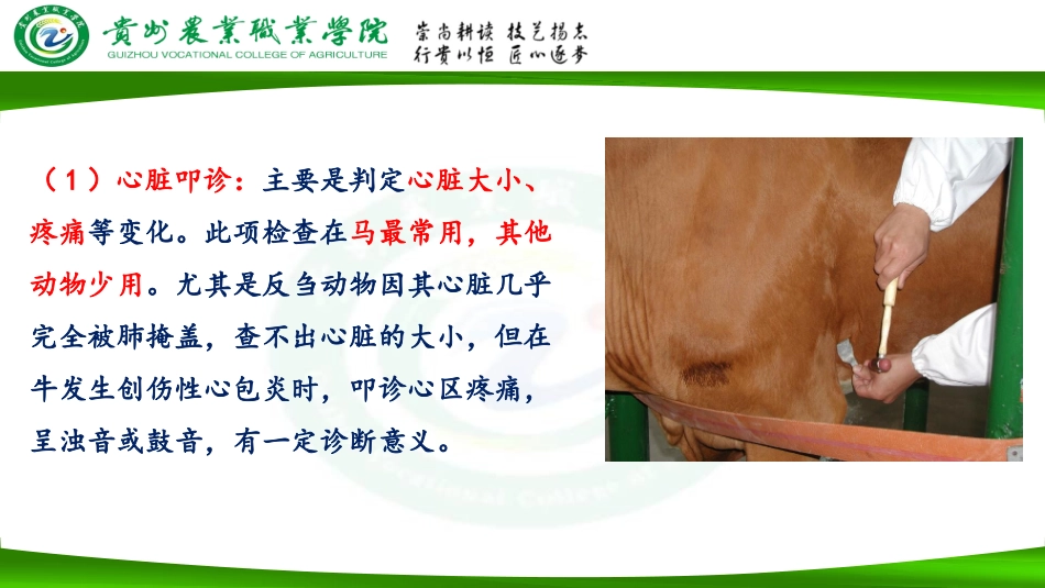 兽医基础心血管系统检查_第3页