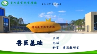 兽医基础心血管系统检查