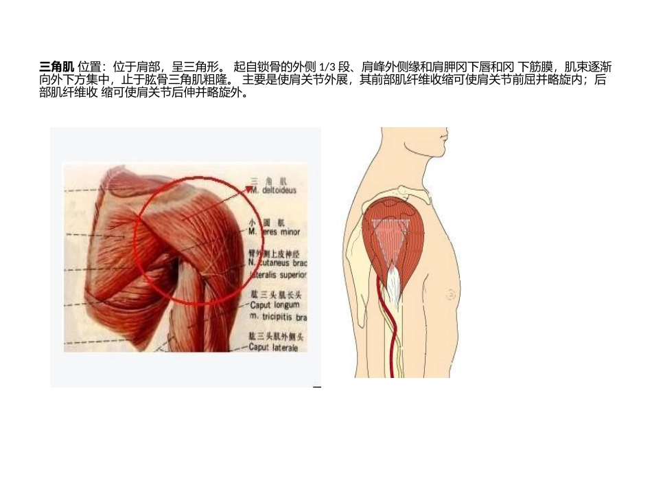 双侧上下肢肌肉解剖图_第2页