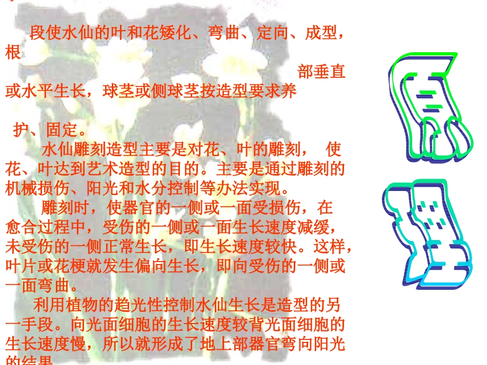 水仙花的雕刻_第2页