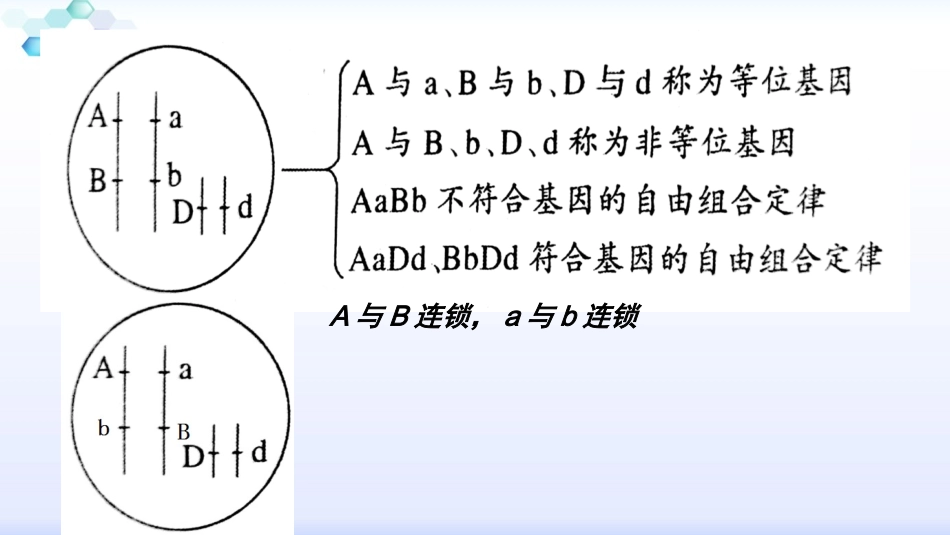 探究控制两对相对性状的基因是否位于两对同源染色体上的方法_第3页