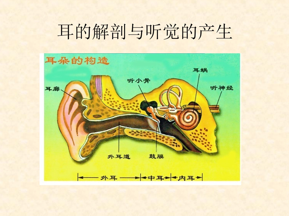 听觉传导通路讲义_第2页