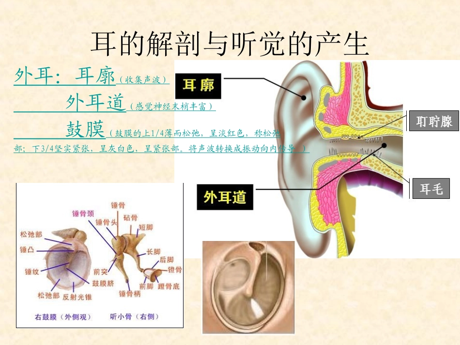 听觉传导通路讲义_第3页