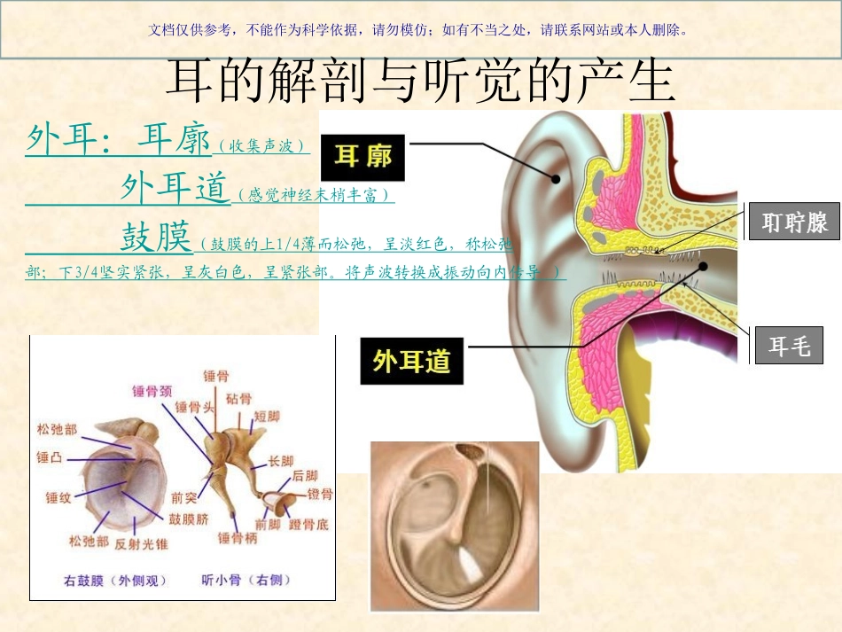 听觉传导通路课件_第2页
