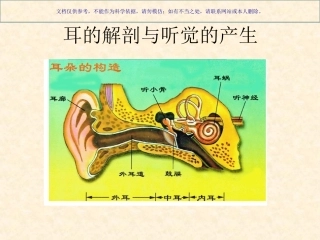 听觉传导通路课件
