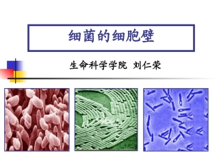 微生物的细胞壁结构