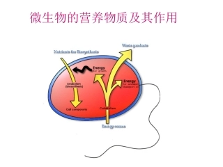 微生物的营养需求