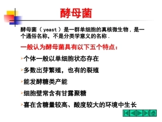微生物酵母菌