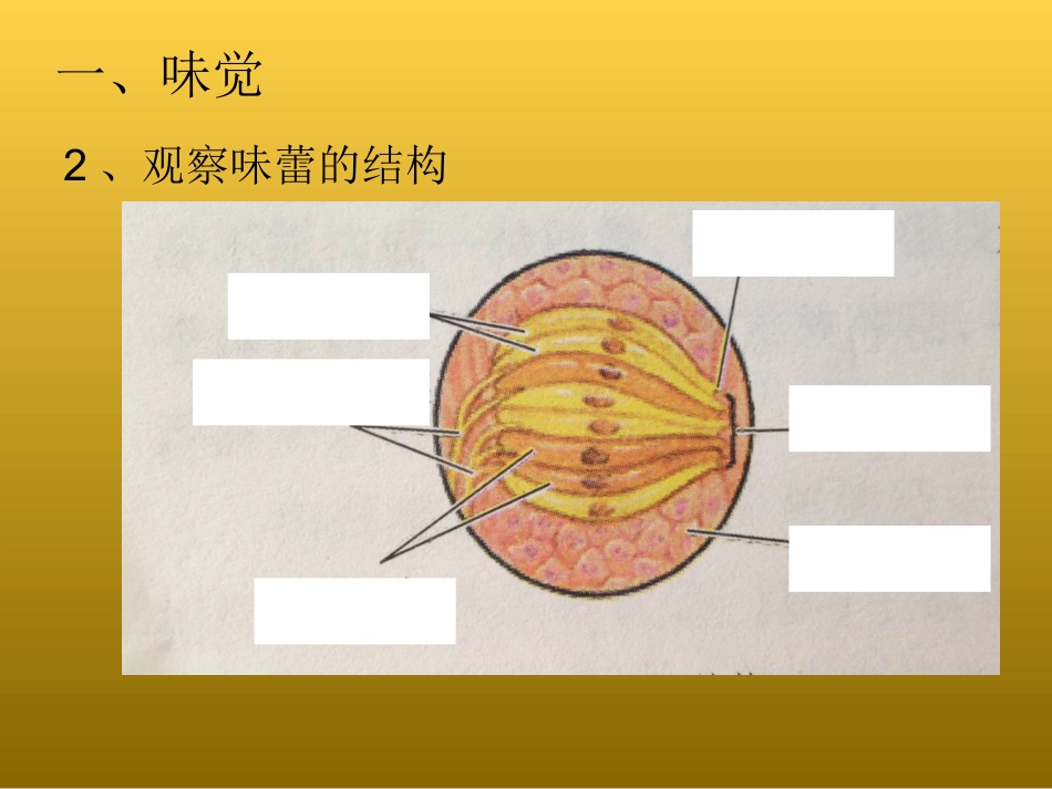 味觉和嗅觉课件_第3页