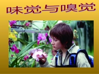 味觉和嗅觉课件