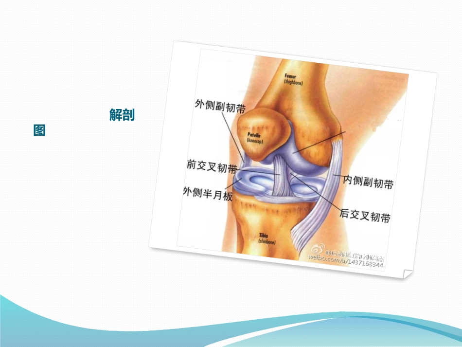膝关节查体课件_第3页