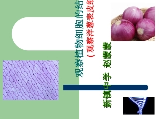 细胞的基本结构洋葱表皮细胞