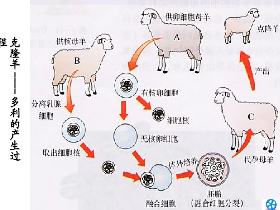 细胞核系统的控制中心_第1页