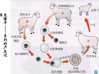 细胞核系统的控制中心