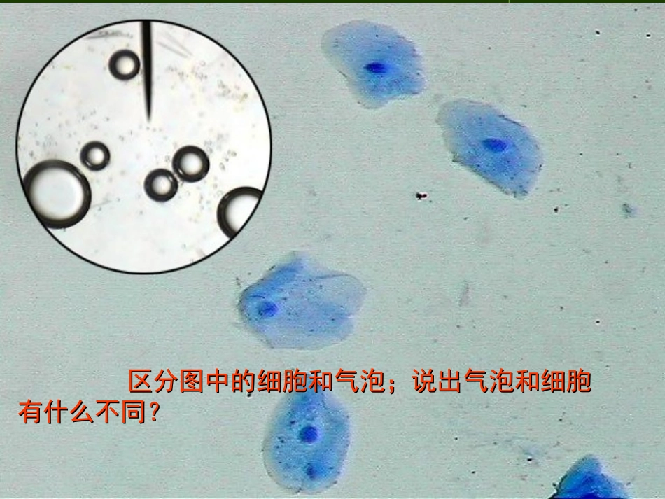 细胞膜系统的边界_第2页