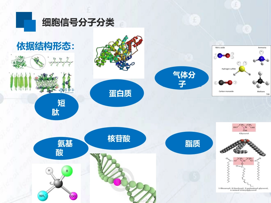 细胞信号分子与受体_第3页