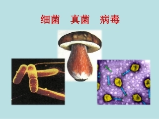 细菌真菌病毒