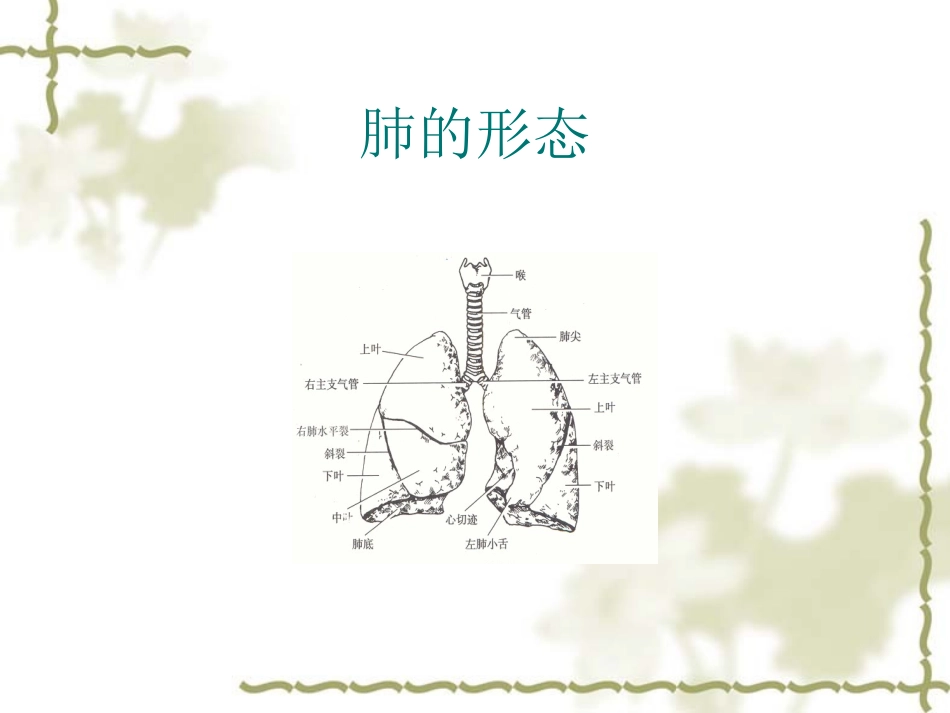 纤维支气管镜检查详解讲义_第3页