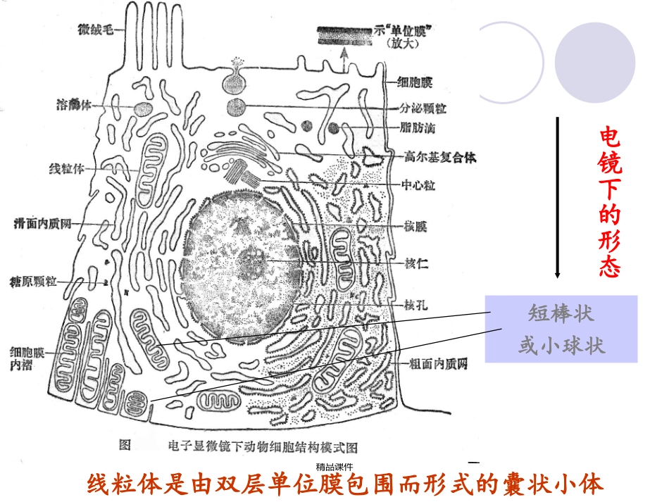 线粒体的形态数目和结构_第3页