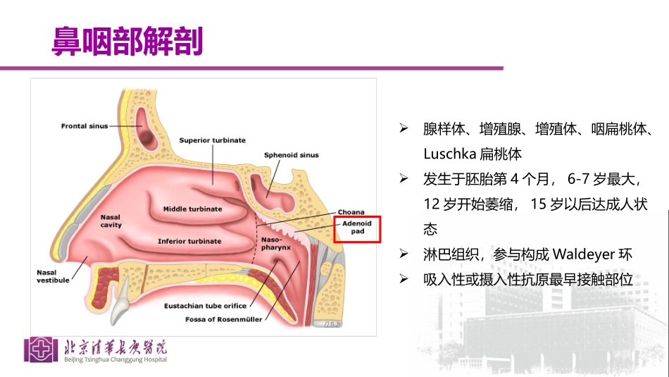 腺样体肥大的影像学诊断_第3页