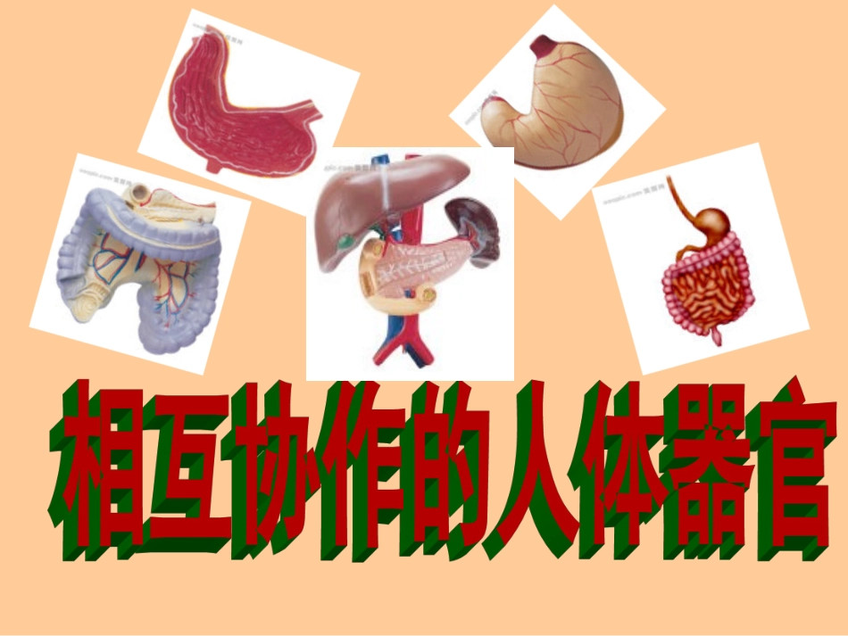 相互协作的人体器官_第1页