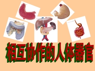 相互协作的人体器官