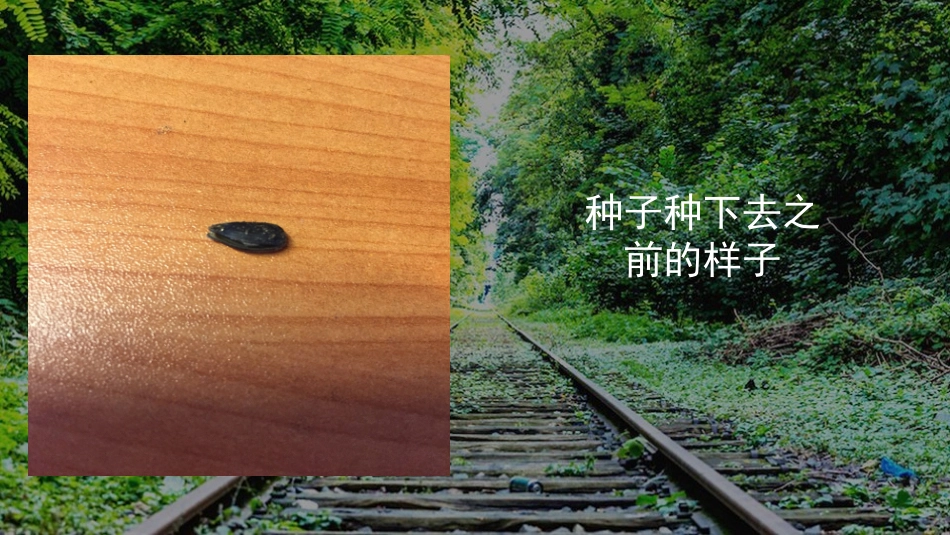 向日葵成长日记_第2页