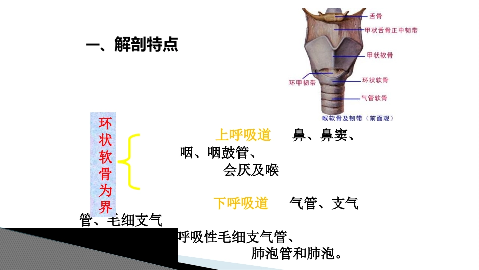 小儿呼吸系统特点_第2页