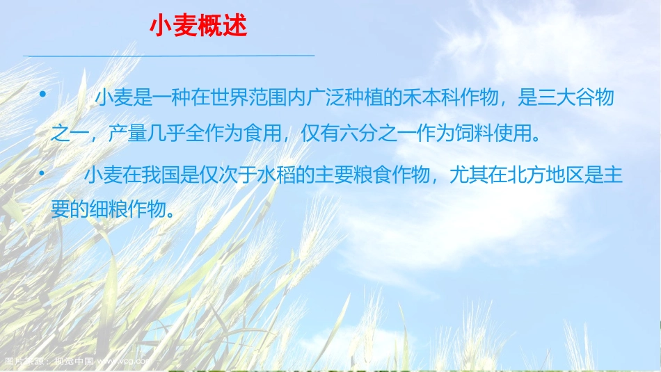 小麦生长周期_第2页