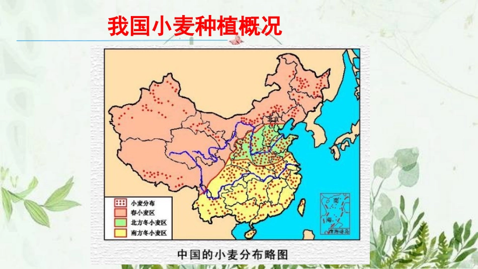 小麦生长周期_第3页