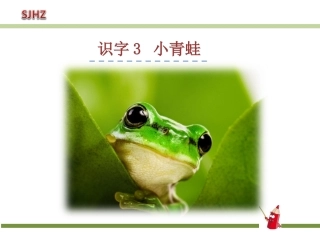 小青蛙PPT课件