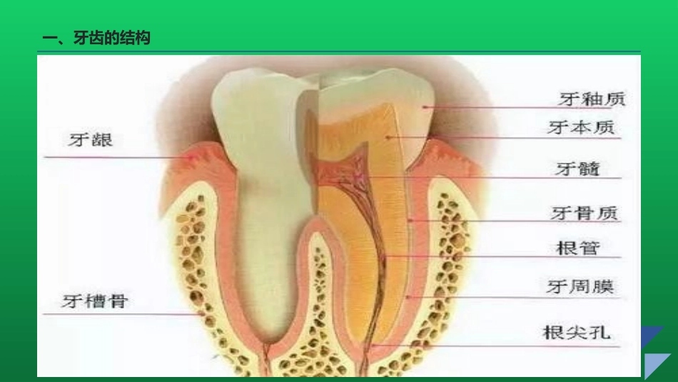 小学生教程牙齿的常识_第3页