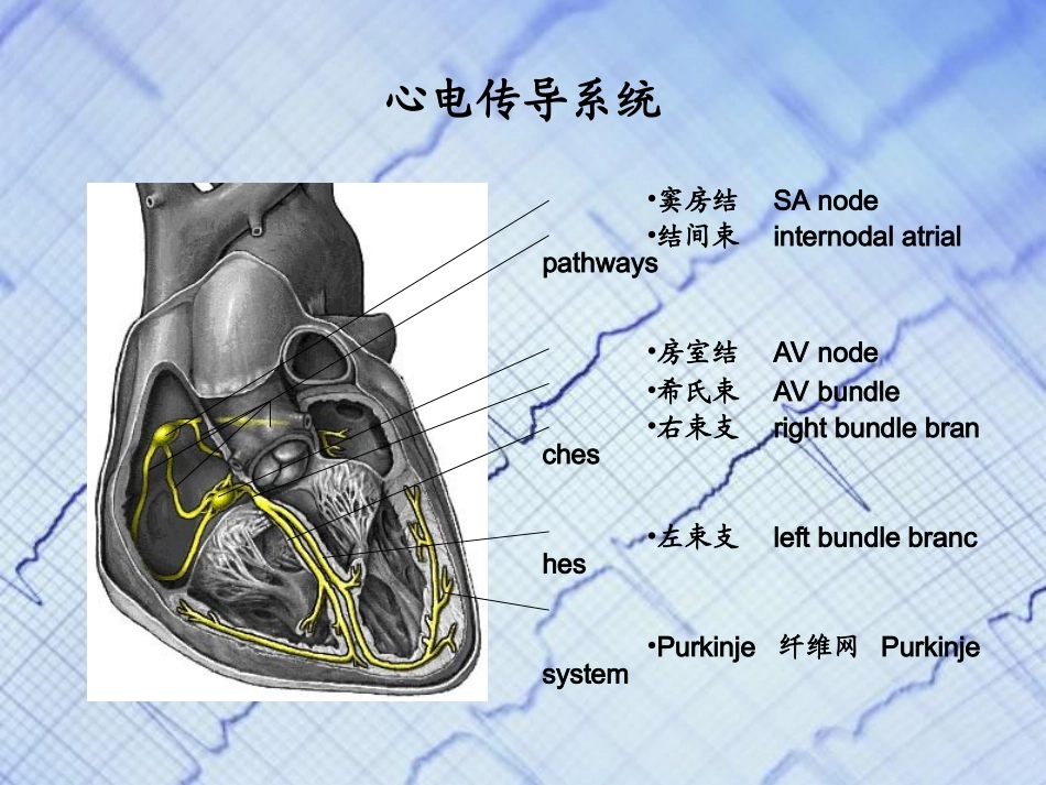 心电图基础知识_第3页