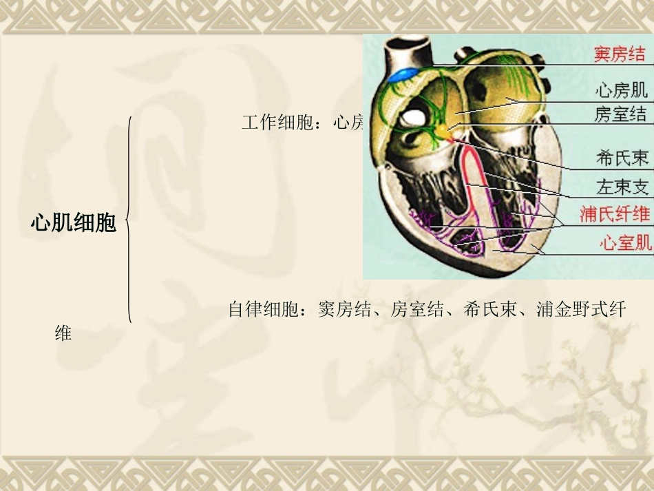 心肌细胞生理特性_第3页