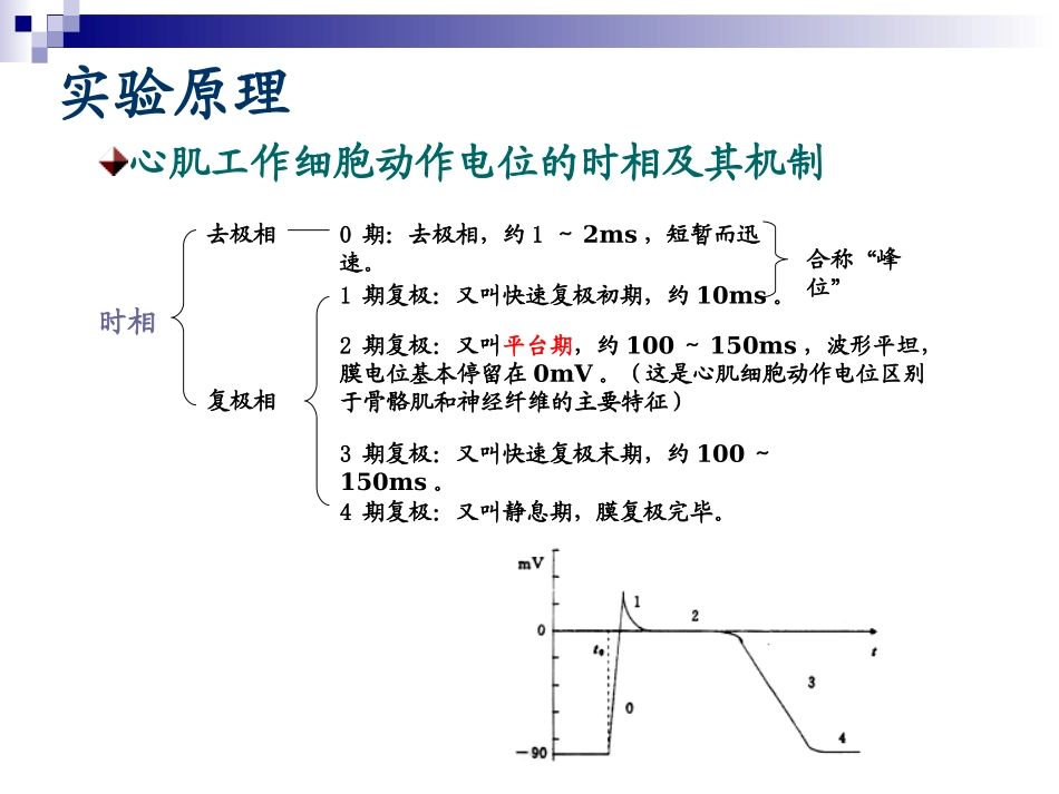 心血管生理学_第3页
