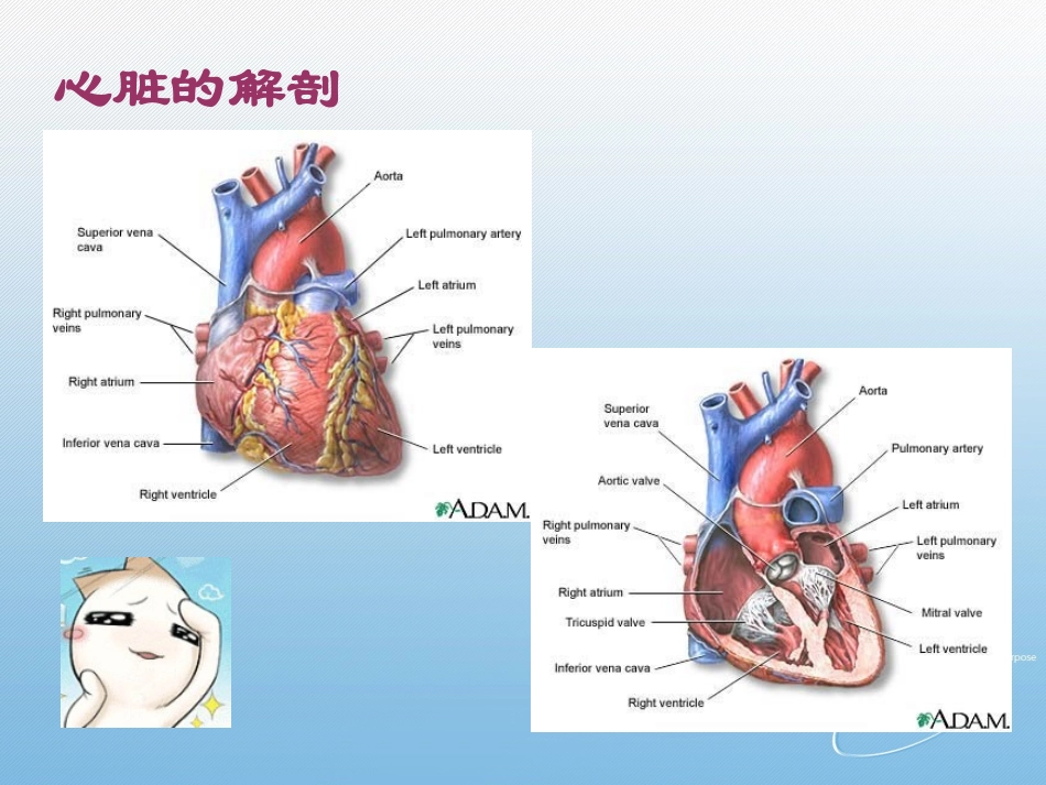 心脏的基本知识_第3页