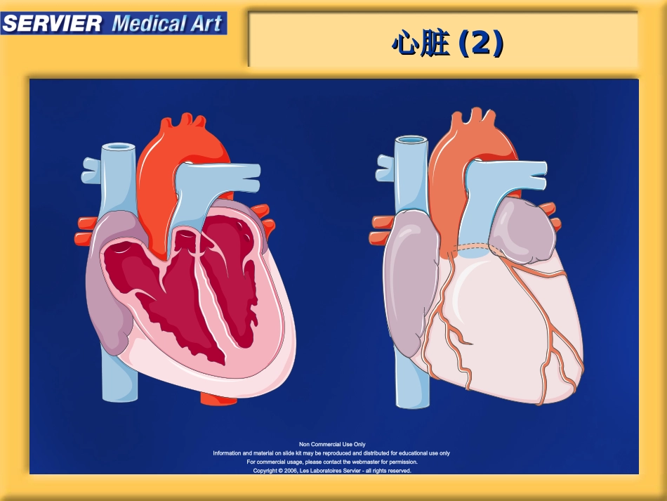 心脏生理学精_第3页